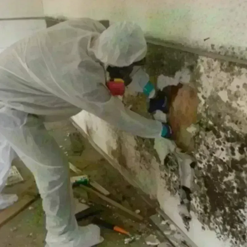 Mold Remediation and Removal in Patterson, LA